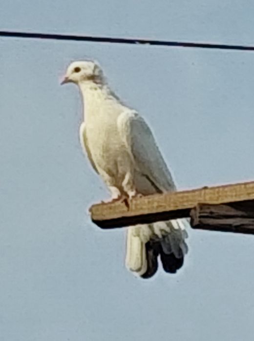 Голуби  белые  продаются.