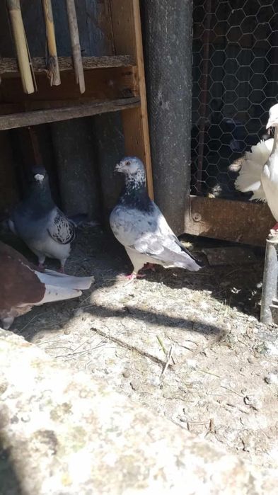 Porumbei disponibili