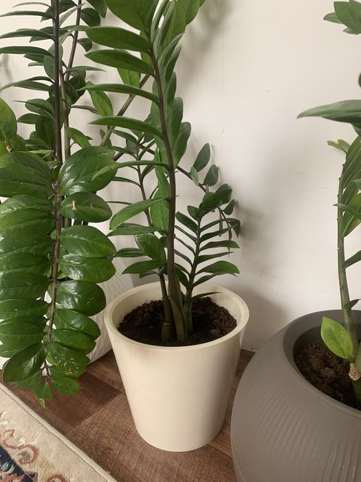 Комнатные цветы фикус замиокулькас