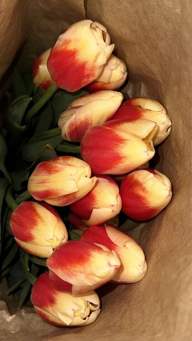 Тюльпаны оптом в Алматы