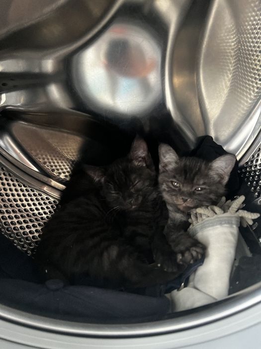 Отдам котят в добрые руки
