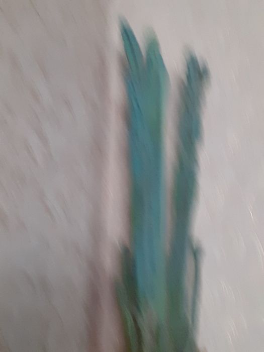 Продаю кактус цветок