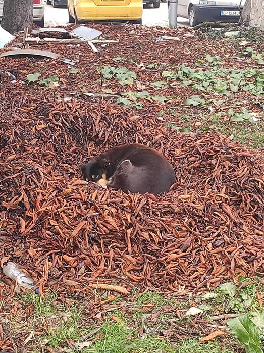 Бубка търси дом!