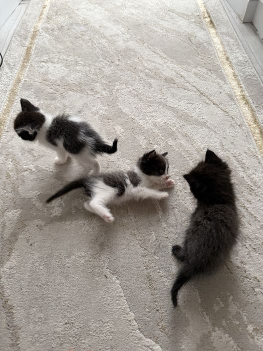 Отдам в хорошие руки