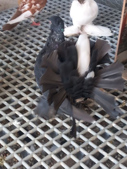 Porumbei Voltați Indieni