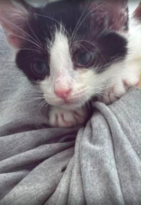 Отдам котенка в хорошие руки