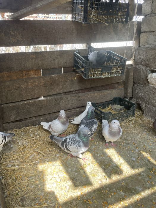 Vand sau schimb cu porumbei,iepuri sau pasari de curte