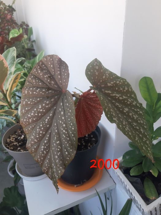 Комнатные растения