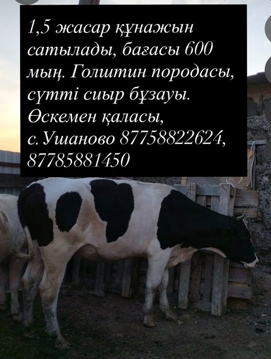 1,5 жасар ургашы сиыр