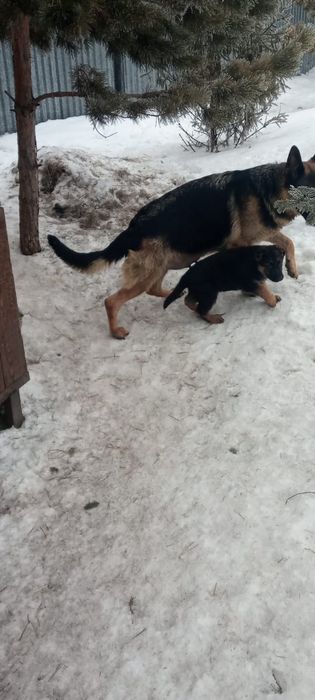 Подрощенные щенки немецкой овчарки