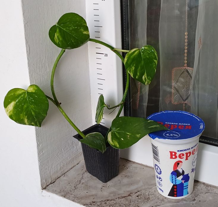 Дяволски бръшлян/епипремнум/ Цвете на парите