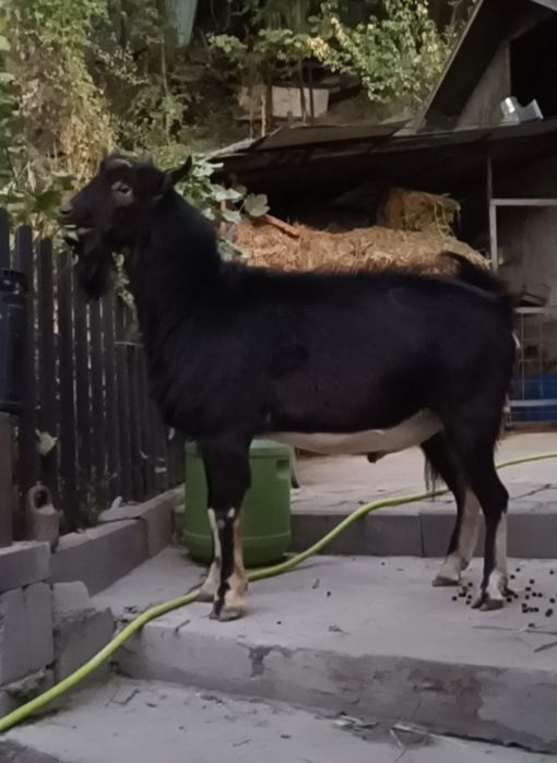 Альпийский козел на племя