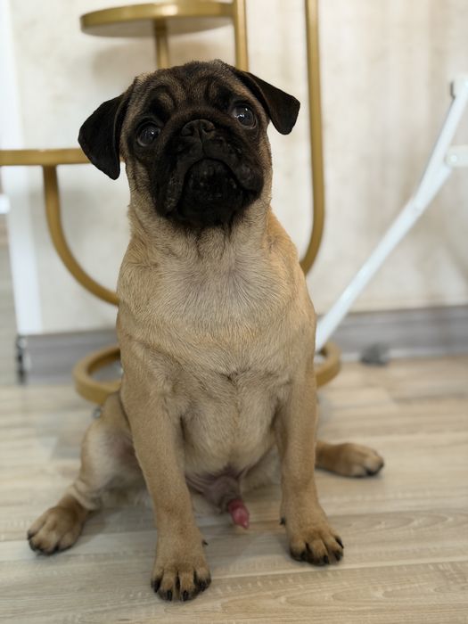 Мопс щенок 5 месяцев