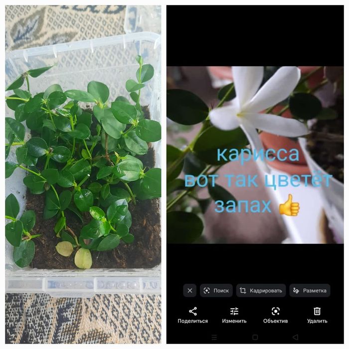 Продам комнатные цветы