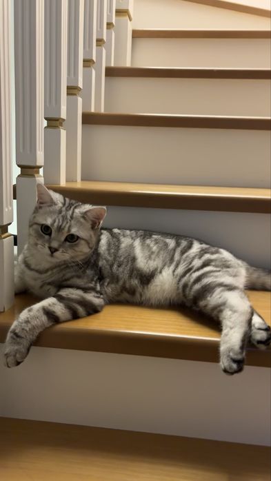 Продается Кот породистый