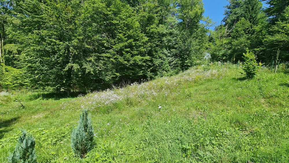 Teren de vis in padure