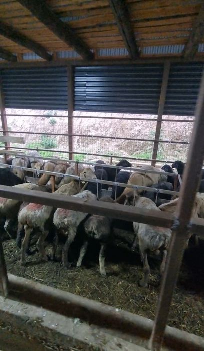 Продам баран 72 головы
