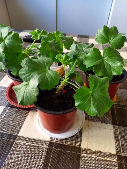 Домашние растения герань