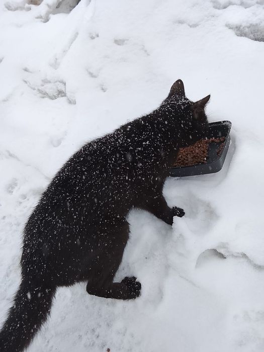 Пушистики ищут дом