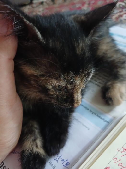 Jinsiy olat harakatlanmoqda