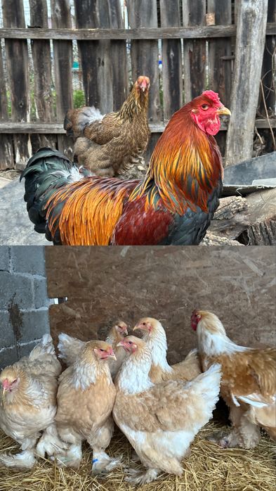 Disponibile pasari brahma mature lemon si potarnichiu