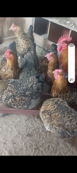 Инкубационное яйцо