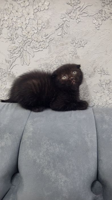 Бретацский кошки