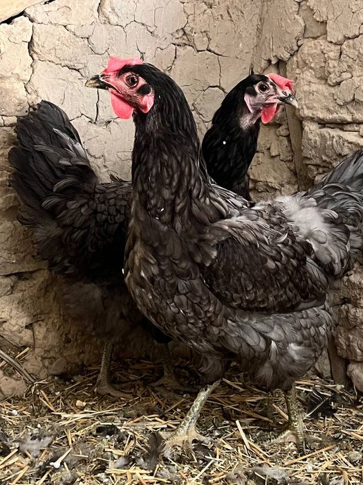 Jersi seriy rangdagi tovula