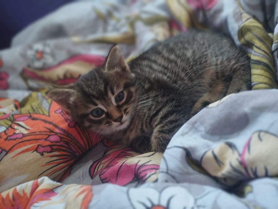 Отдам котенка в добрые руки