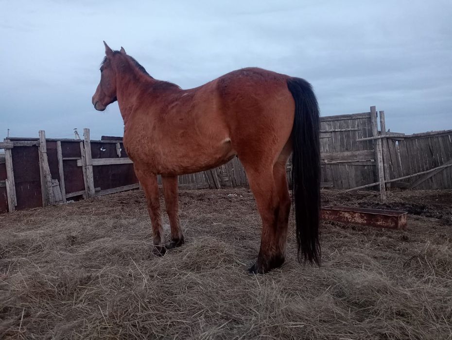 Продам Лошадь, ат