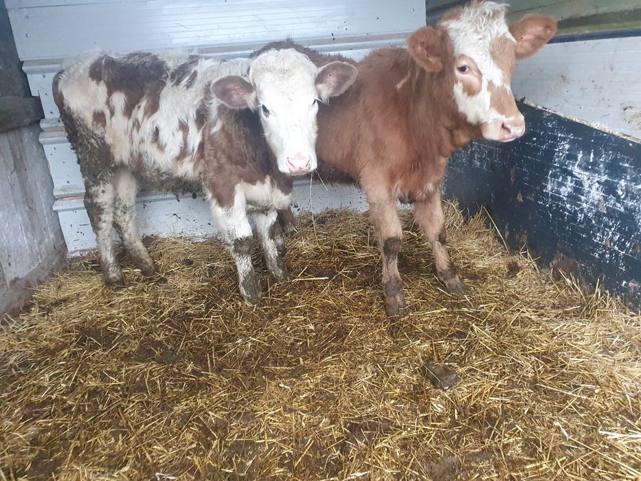 Vand 2 vitele de 8 luni