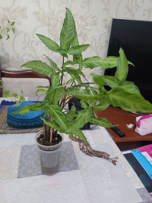 сингониум и колеусы