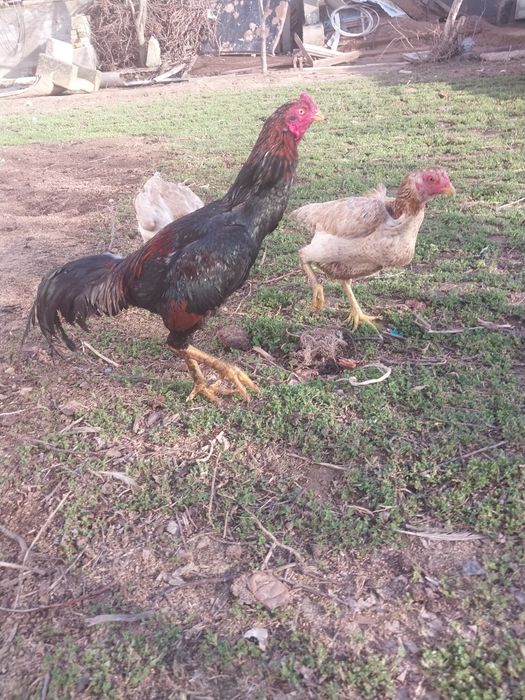 Срочно продам петух бойцовский