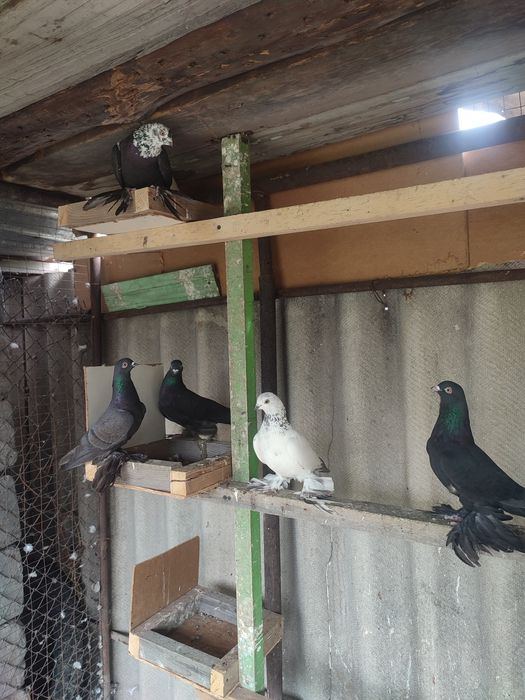 Продажа сочей и жуков  голуби