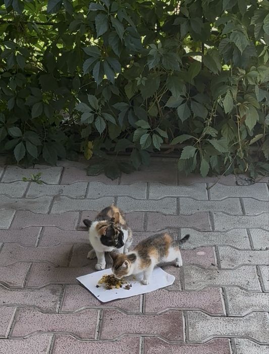 Кошка и 2 котеночка