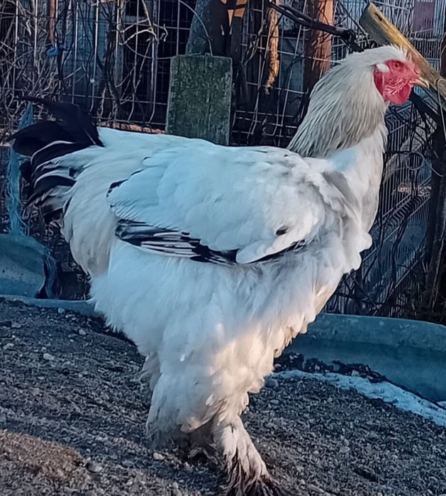 Doi cocoși și un paun