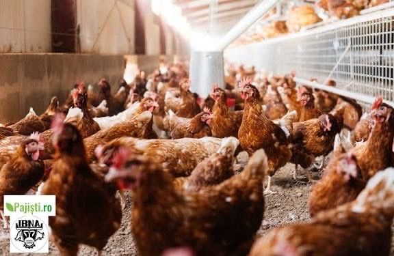 Gaini in plin ciclu de ouat