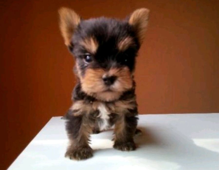 Yorkshire terrier Mini cu Factura, Microcip,Carnet de sanatate-Livrare