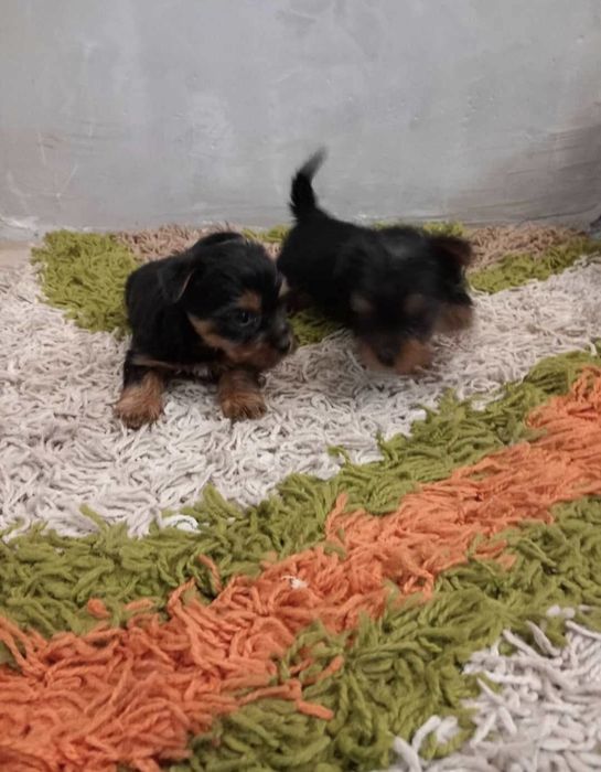 Мини йоркширски териер