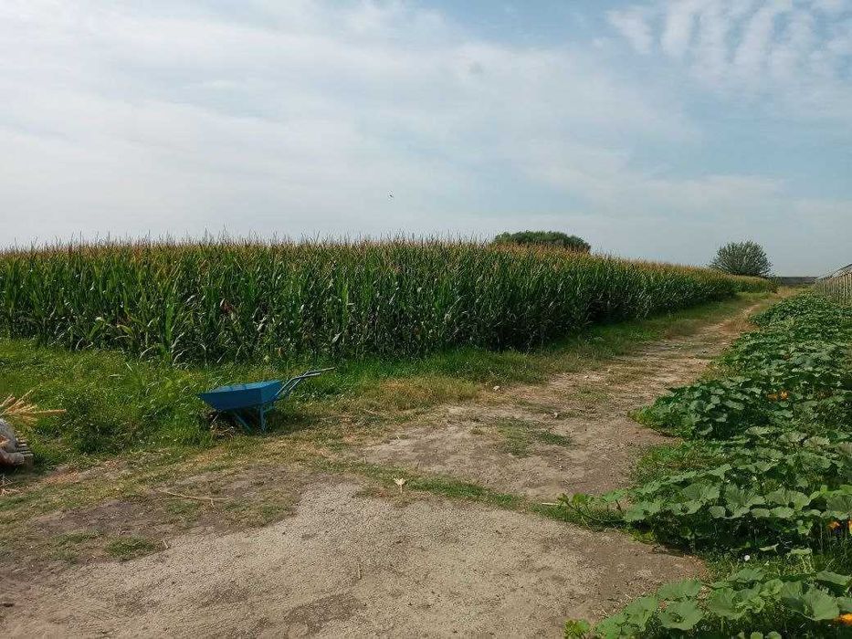 Теплица 2 гектара в Бектемирском районе: 550 000 у.е. - Продажа Ташкент ...