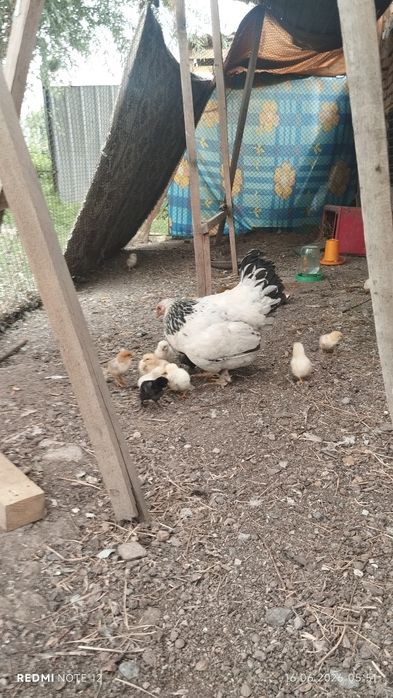 Продам курицу с цыплятами