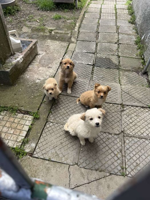 Подарявам кученца