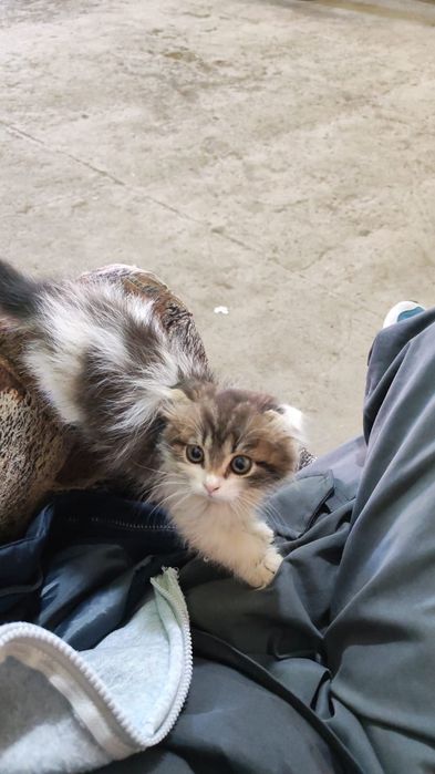 Отдам котенка в добрые руки