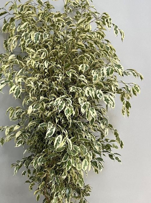 Домашние цветы Мырзакент