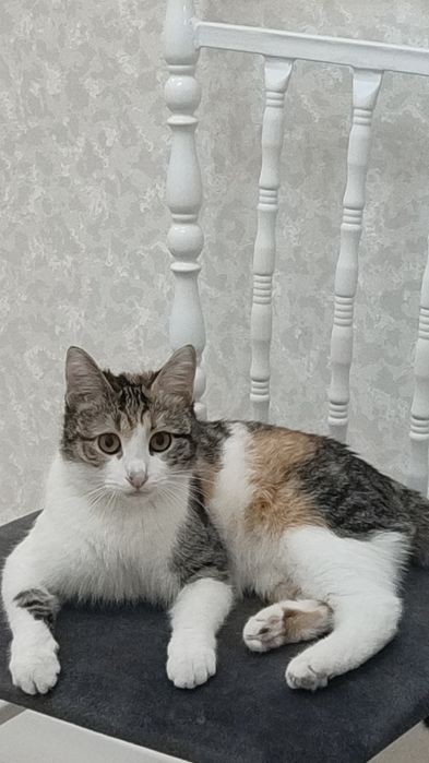 Отдам в добрые руки