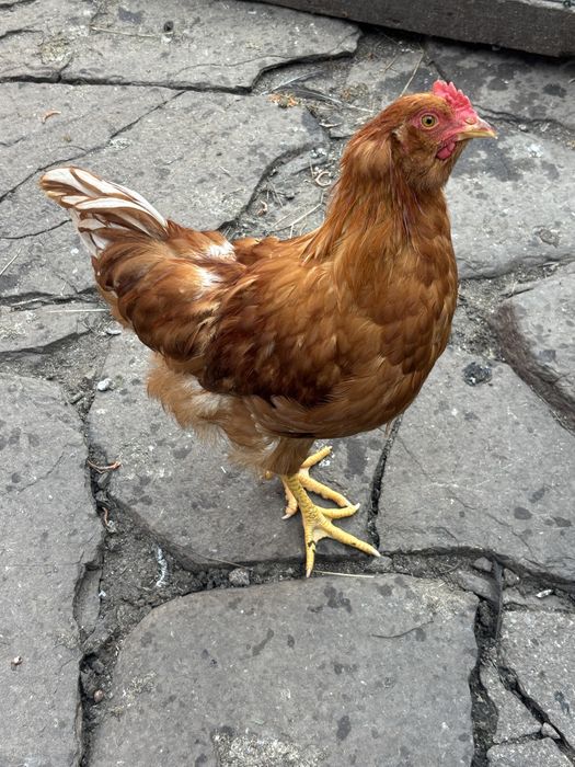 Disponibili 10 pui de gaina !