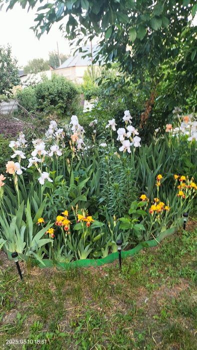 Корни ирисов  , срочно,