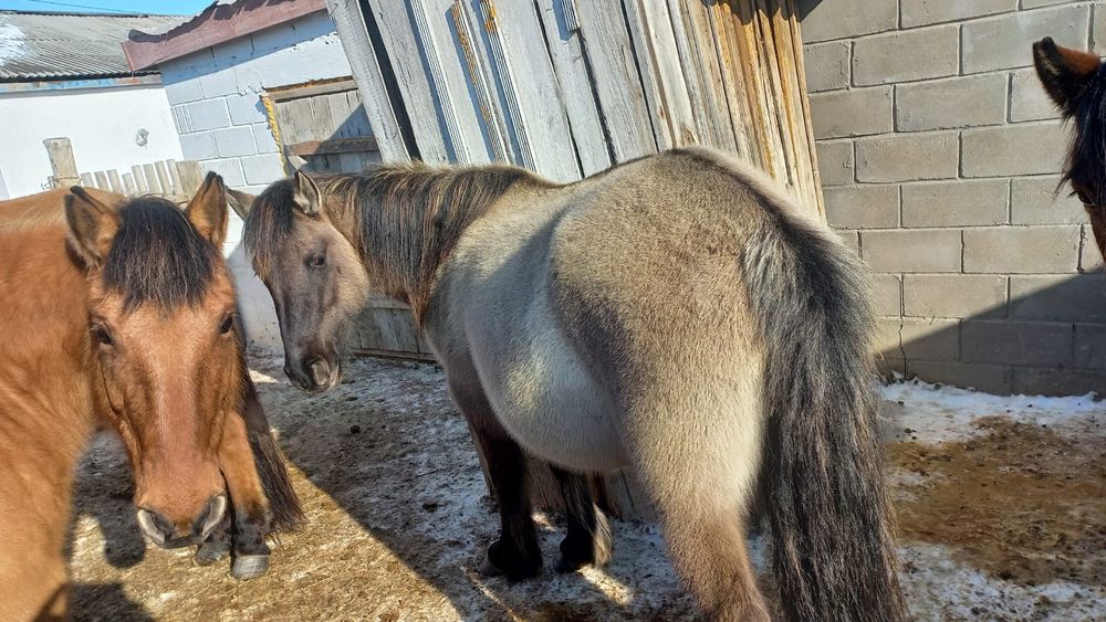 Буаз бие сатамын