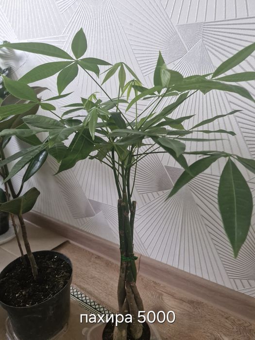 Домашние цветы пересаженный