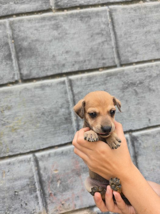 Отдам щенят, срочно!